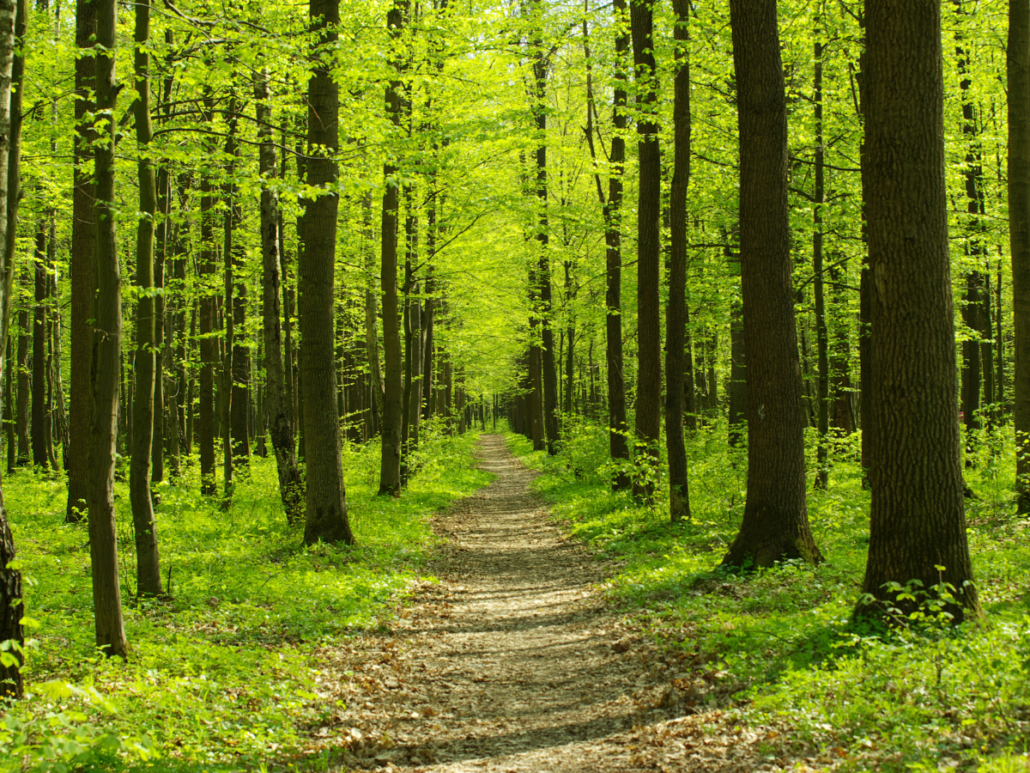 Forest Bathing: Improving your mental health, naturally - AMI-Quebec